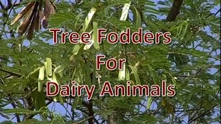 Tree Fodders for Dairy Animals [upl. by Yert]