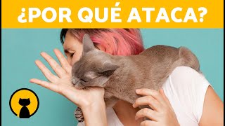 ¿Por qué mi GATO se ha vuelto AGRESIVO 🐱💥  5 Causas de la AGRESIVIDAD en GATOS [upl. by Nohpets]