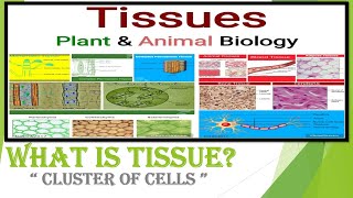 Tissues Class 9 Biology Full Chapter [upl. by Ollehcram]