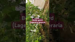 Bottle Gourd Lagenaria siceraria vegetable cultivationcucurbits cultivationHorticulture Agri [upl. by Pompei]