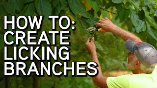 HOW TO Create a Licking Branch  Mock Scrapes [upl. by Marelda432]