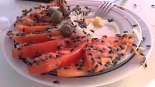 Killer flies attack salad and fries [upl. by Stenger436]