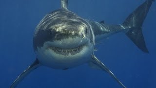 Man Fights Off Shark With Bare Hands [upl. by Sarazen]