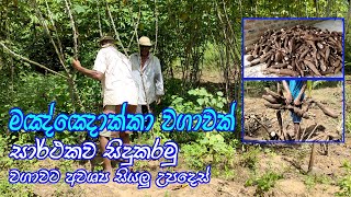 මඤ්ඤොක්කා වගාවක් සාර්ථකව කරන ආකාරය  How to grow manioc successfully  maniyokka wagawa [upl. by Licko]