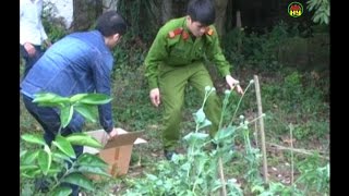 Công An Tiên lữ phát hiện 2 gia đình trồng cây thuốc phiện [upl. by Gorges]