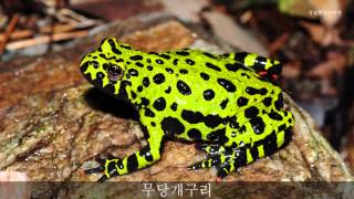 무당개구리 울음소리Firebellied toadsound국립환경과학원 [upl. by Henigman]