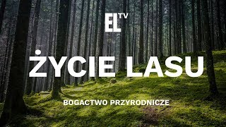 Przeszłość geologiczna Polski  wprowadzenie i podstawowe pojęcia geografia  lekcja dla klasy 7 [upl. by Richel495]