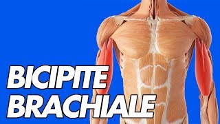 BICIPITE BRACHIALE ANATOMIA FUNZIONI ESERCIZI [upl. by Atibat]