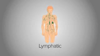 Organ System Overview [upl. by Michaeline]