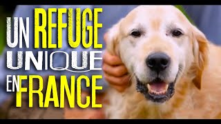 Le refuge animalier AVA  Documentaire [upl. by Noimad538]