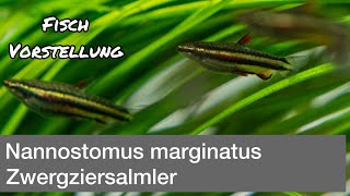 Nannostomus marginatus  Zwergziersalmler  Liquid Nature Fisch Vorstellung [upl. by Yesiad404]