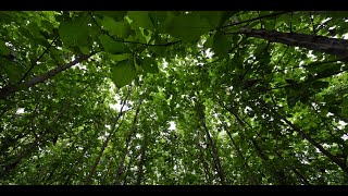 Reforestation en Afrique  la Côte d’Ivoire mise sur quotl’agroforesteriequot [upl. by Inilam]