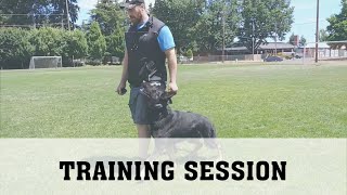 Schutzhund Obedience Training [upl. by Leirej]