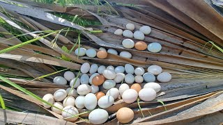 wow wow wow pick a lot of eggs and snails Best handpicked [upl. by Curson]