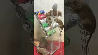 best home mouse trap rat home 🤣shortvidio rat [upl. by Queenie]