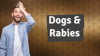 Can a dog survive rabies [upl. by Rehpatsirhc]