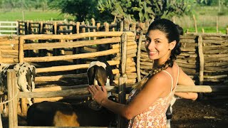 A VIDA NA FAZENDA NO SERTÃO DO CEARÁ  O melhor lugar é onde seu coração está [upl. by Bernette51]