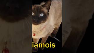 قط سيامي chat Siamois [upl. by Eliga]