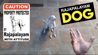 6 Months Old Rajapalayam  Bruno  Basic Obedience [upl. by Aja]