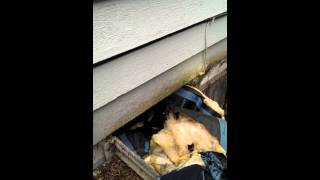 Attic amp Crawl Space CleanUp  Kirkland WA  Specialty Insulation NW [upl. by Sunda831]