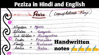 Bsc 1st year notes Fungi Peziza in Hindi and English [upl. by Cyrill588]