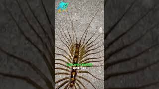 Worlds Largest Centipedecentipede shorts facts ytshorts funfacts [upl. by Lacym550]