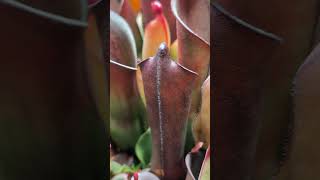 Heliamphora purpurascens  AW RSC  watch a pitcher inflate and open [upl. by Hoy73]