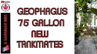 GEOPHAGUS│75 GALLON│NEW TANKMATES [upl. by Blain]