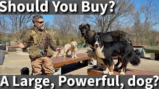 Should I Buy A Large Powerful Dog Some Things To Consider [upl. by Leizahaj]