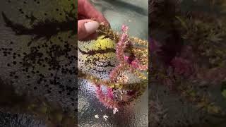 Saving Celosia seeds for next year seeds seedsaving flowers garden gardening wyoming [upl. by Cheffetz936]