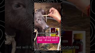 दूध पीने वाले मवेशी को Tapewormcow buffalo goat deworming albomar cattle goatfarming shorts [upl. by Meelas]