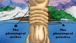 Embryology and thyroid gland [upl. by Nongim467]