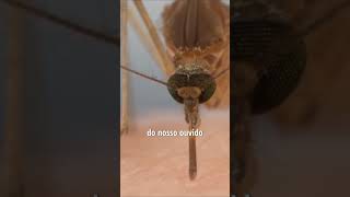 Por que os mosquitos ficam zunindo em nosso ouvido curiosidade mosquito zumbido sangue [upl. by Netsrijk]