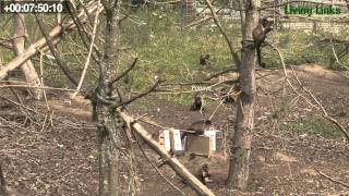 Student resource  15 minute Animal Behaviour sampling video [upl. by Semyaj]