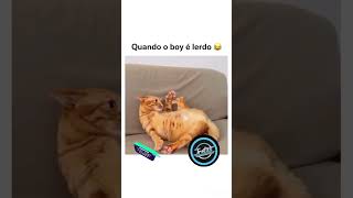 🔴 TENTE NÃO RIR  Animais Engraçados Ep64 🐾🐶😹 [upl. by Karen]