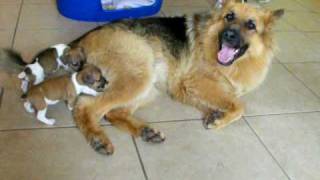 Orphaned Jack Russell Pups and German Shepherd Dog [upl. by Berthold]