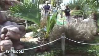 Congo River Mini Golf Clearwater [upl. by Amitaf]