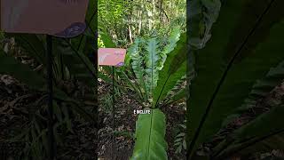 PLANTAS ACUÁTICAS EN EL JARDÍN BOTÁNICO DE CALI 😱😍 [upl. by Eillehs]