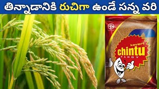 kaveri chintu paddy seeds  kaveri rice seeds  agri mentor [upl. by Anitsrihc319]