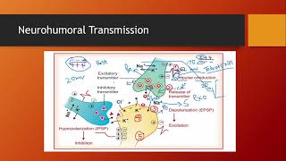 Neurohumoral Transmission in ANS And CNS [upl. by Sulrac]