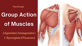 Group action of muscles  Agonists  Antagonists  Synergists  Fixators [upl. by Shuman]