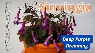 Sinningia Deep Purple Dreaming  Plant Profile [upl. by Yahiya]