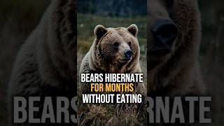 Bears Hibernate facts animalplanet Bears [upl. by Leruj161]