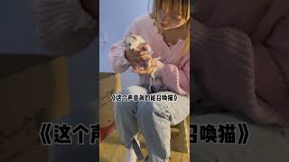 《吸猫专用》评论区让我看看都吸来了哪些猫～吸引猫咪的声音 召唤猫咪的声音 小奶猫的叫声 [upl. by Rastus]