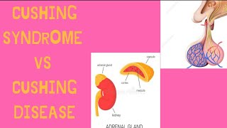 Cushing syndrome vs Cushing disease in one minute endocrinology  medinject [upl. by Aroled]