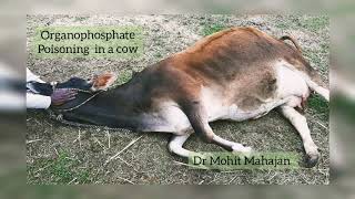 Organophosphate Poisoning in a cow [upl. by Cassey]