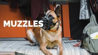 Muzzles  Whats the DIFFERENCE [upl. by Christopher]