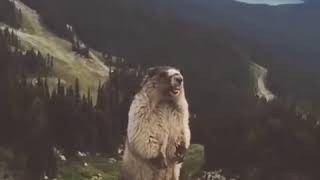 Screaming Marmot [upl. by Hootman]