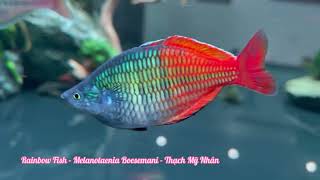 Rainbow Fish  Melanotaenia Boesemani  Thạch Mỹ Nhân [upl. by Kinna]