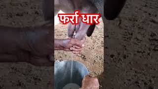 Mastitis l dr Umar khan [upl. by Dorcea]